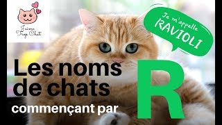 😸Les noms de chats en R 😸Quel nom choisir pour votre chat [upl. by Elias]