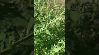 Лобода Chenopodium корисна і їстівна nature [upl. by Peter]