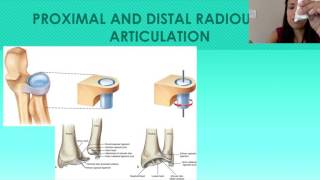 6 The Forearm Ulna and Radius  Proximal and Distal Radioulnar Joints [upl. by Decamp306]