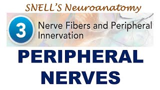 Chp03 Peripheral Nerves  Snells NeuroAnatomy  Dr Asif Lectures [upl. by Aicelaf]