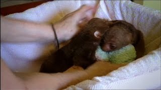 Baby Sloth Twins Are Inseparable [upl. by Mathe596]