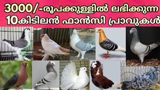 TOP 10 FANCY PIGEONS UNDER 3000മൂവായിരം രൂപക്കുള്ളിൽ വരുന്ന 10ഫാൻസി പ്രാവുകൾ [upl. by Honoria]