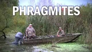 Invasive Species Phragmites amp Waterfowl Hunters [upl. by Annirok861]