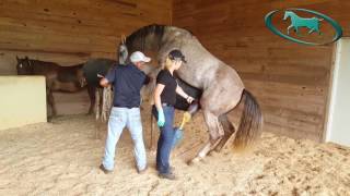 Horse Semen Collection  Artificial Insemination of Mare [upl. by Dnomasor]