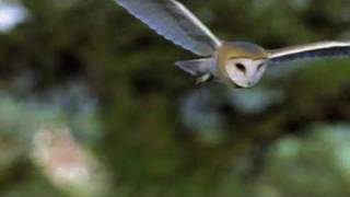 An Introduction to the Barn Owl [upl. by Ordnasil988]