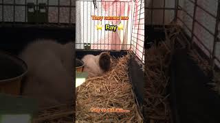 Ray Rays name guineapig rodents [upl. by Urbanna]