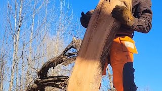 Slabbing A Knobbed Black Cherry Board Freehand husqvarna diy chainsaw nature [upl. by Adnuahsor419]