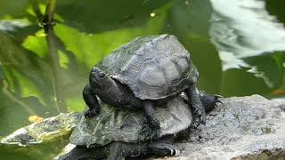 Chinese Pond Turtle Mounts on Other One for Sunbathing [upl. by Nylhtac]