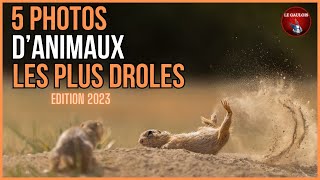 5 photos danimaux les plus DROLES édition 2023 [upl. by Scharf]