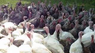 How to Get All of the Turkeys to Gobble at the Same Time [upl. by Annawat]