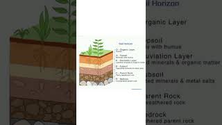 soil profile  soil horizons  soil science ncert geography  soil layers in India [upl. by Ethbinium424]