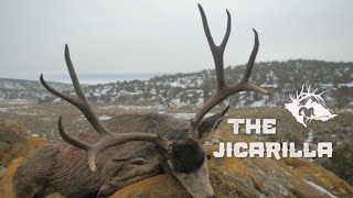 Jicarilla Mule Deer [upl. by Lundeen]