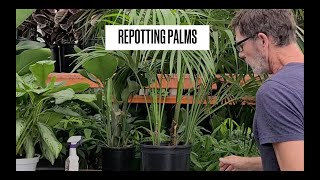 How to Repot a Kentia Palm [upl. by Anastas]