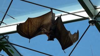 Megabat – large flying fox – gran zorro volador – Indischer Riesenflughund Pteropus giganteus [upl. by Meyers]