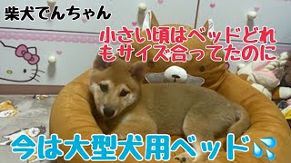 柴犬でんちゃん デカ柴なので大型犬用ベッドになりました💦 [upl. by Morlee]