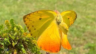 GIANT ORANGE YELLOW BUTTERFLY shorts [upl. by Sonnnie]