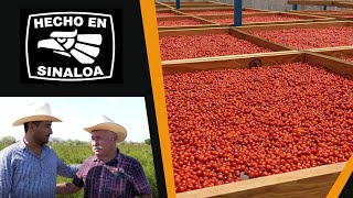 Producción intensiva y secado artesanal de chile chiltepín en Sinaloa México [upl. by Geoffry]