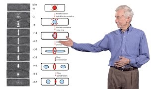 Thomas Pollard Yale University 3 The mechanics of cytokinesis [upl. by Neemsay]