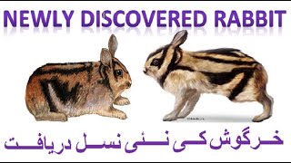 Newly Discovered Rabbitwith Eng subtitle Annamite Striped Rabbit Tiger Like Rabbit [upl. by Lonne]