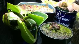 Nepenthes truncata and Cephalotus Follicularis 5 month time lapse [upl. by Norty]