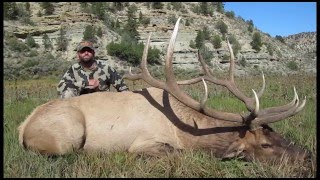 600 Yard Shot on a Huge Bull  MossBack [upl. by Nnaira]