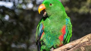 The Barking Parrot by barkingparrot [upl. by Meriel]