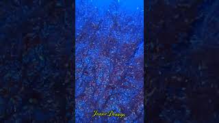 colorfulgorgonianseafanscubavideographyunderwaterlifemoalboalcebu🇵🇭 [upl. by Mohsen273]