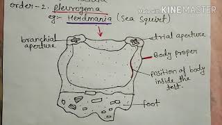 Subphylum urochordata explained full in Hindi [upl. by Ekram]