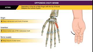 Opponens digiti minimi  Hypothenar muscles  Animation without narration [upl. by Spieler]