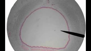 respiratory histologyavi [upl. by Lukash]