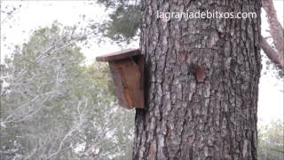 Agateadores comunes Certhia brachydactyla en caja nido [upl. by Tilly]