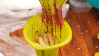 Watch a Pitcher Plant digest worms Timelapse [upl. by Attennek]