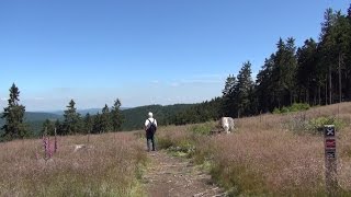 Impressionen vom Rothaarsteig  Wanderung vom RheinWeserTurm nach Jagdhaus [upl. by Phaedra299]