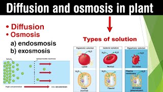 Diffusion and osmosis in plant  types of osmosis  types of solution lectures in Hindi [upl. by Sillert]