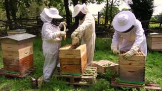 Comment débuter en apiculture avec Beeopic [upl. by Ajaj]