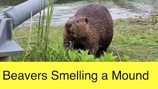 Beavers Sniffing a Scent Mound [upl. by Odlaner]