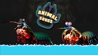 Mantis Shrimp have SUPER POWERS Mantis Shrimp Song  Animal Songs  Educational Music Video [upl. by Romelda]