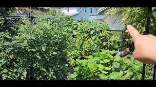 Mid July Potager Garden Update [upl. by Ettennat107]