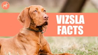 Vizsla Dog Breed 7 Amazing Facts You Must Know [upl. by Melan]