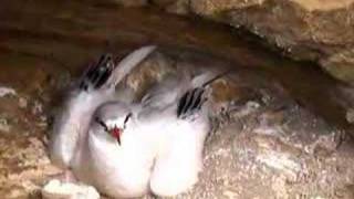 Redtailed Tropicbird Phaethon rubricauda [upl. by Jer719]