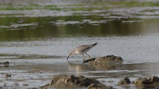 Lesser yellowlegs [upl. by Kone]