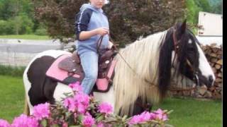 Beautiful Gypsy Horses of Horseshoe Gypsy Horses in Topsham VT  2009 [upl. by Mapel349]