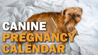 Canine Pregnancy Calendar  CKCs Talkin Dogs List Show [upl. by Wolenik]