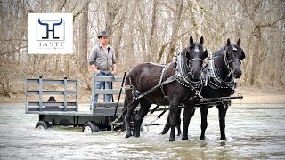 Spartan amp Viking Percheron Morgan Draft Cross Team for sale “GOOD AS IT GETS” 606 3035669 [upl. by Arianie]