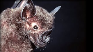 How do Bats Hunt Their Prey Top Bat  BBC Earth [upl. by Cadman]