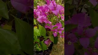 Formosa Bougainvillea plant Jarif gardening bonsai [upl. by Enilorac]