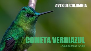 Hummingbirds of Colombia  Cometa Verdiazul Aglaiocercus kingii Longtailed Sylph [upl. by Alla]