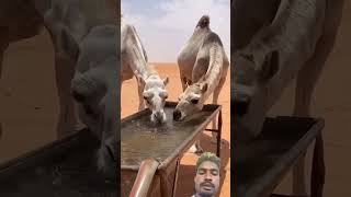 Desert Camels Food food camels viral short desert video water [upl. by Guzel]