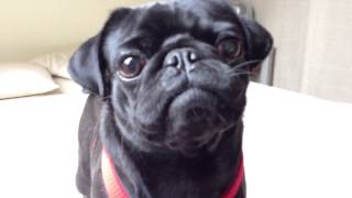 Chewie the Black Pug is going crazy [upl. by Akyeluz271]