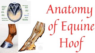 Anatomy of Horse hoof  Equine hoof  Toe Quarter Heel  Sole Frog  Corium Periople Coronary band [upl. by Catt]